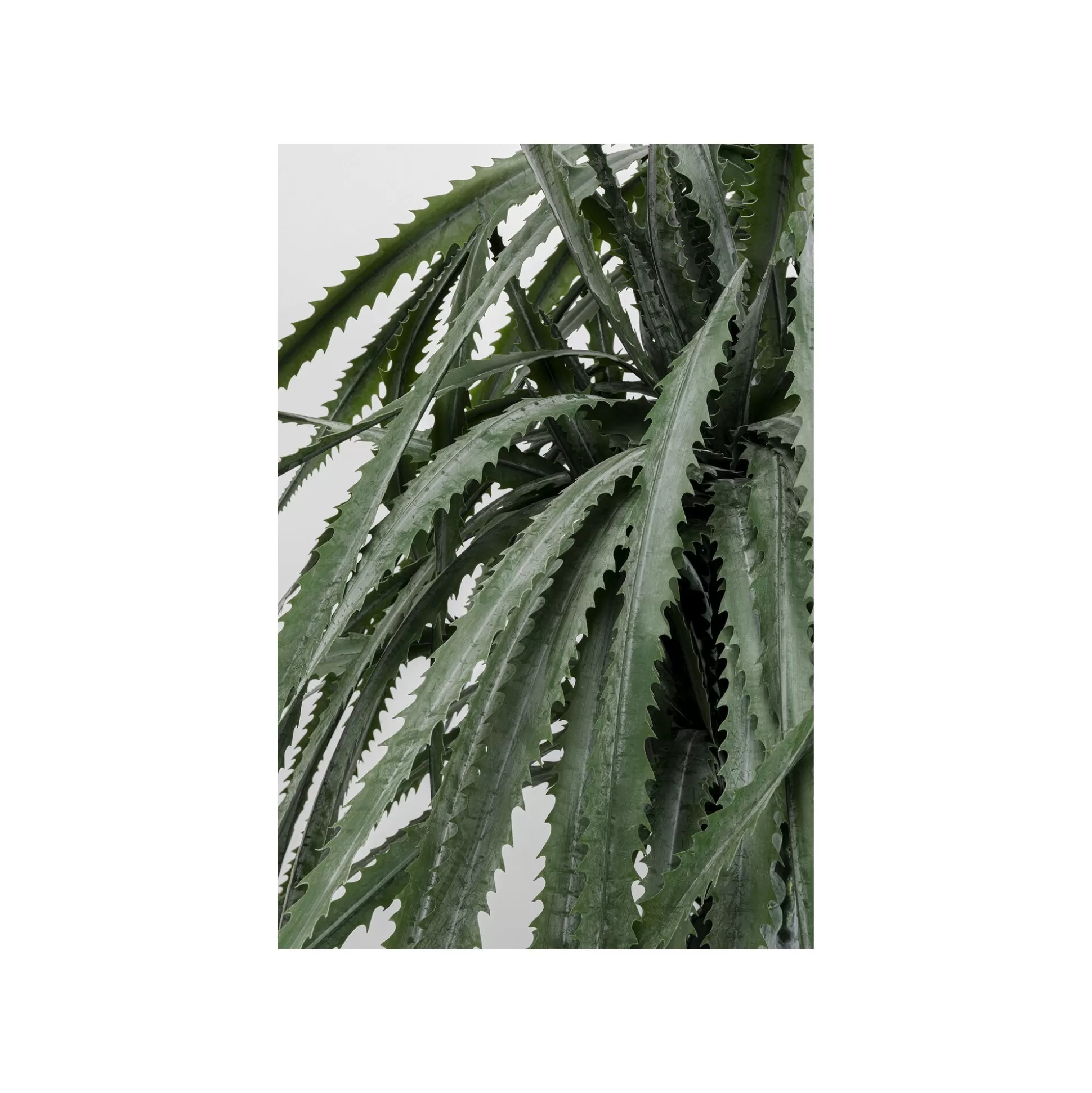 Plante Décorative Dracaena 155cm ^KARE Design Cheap