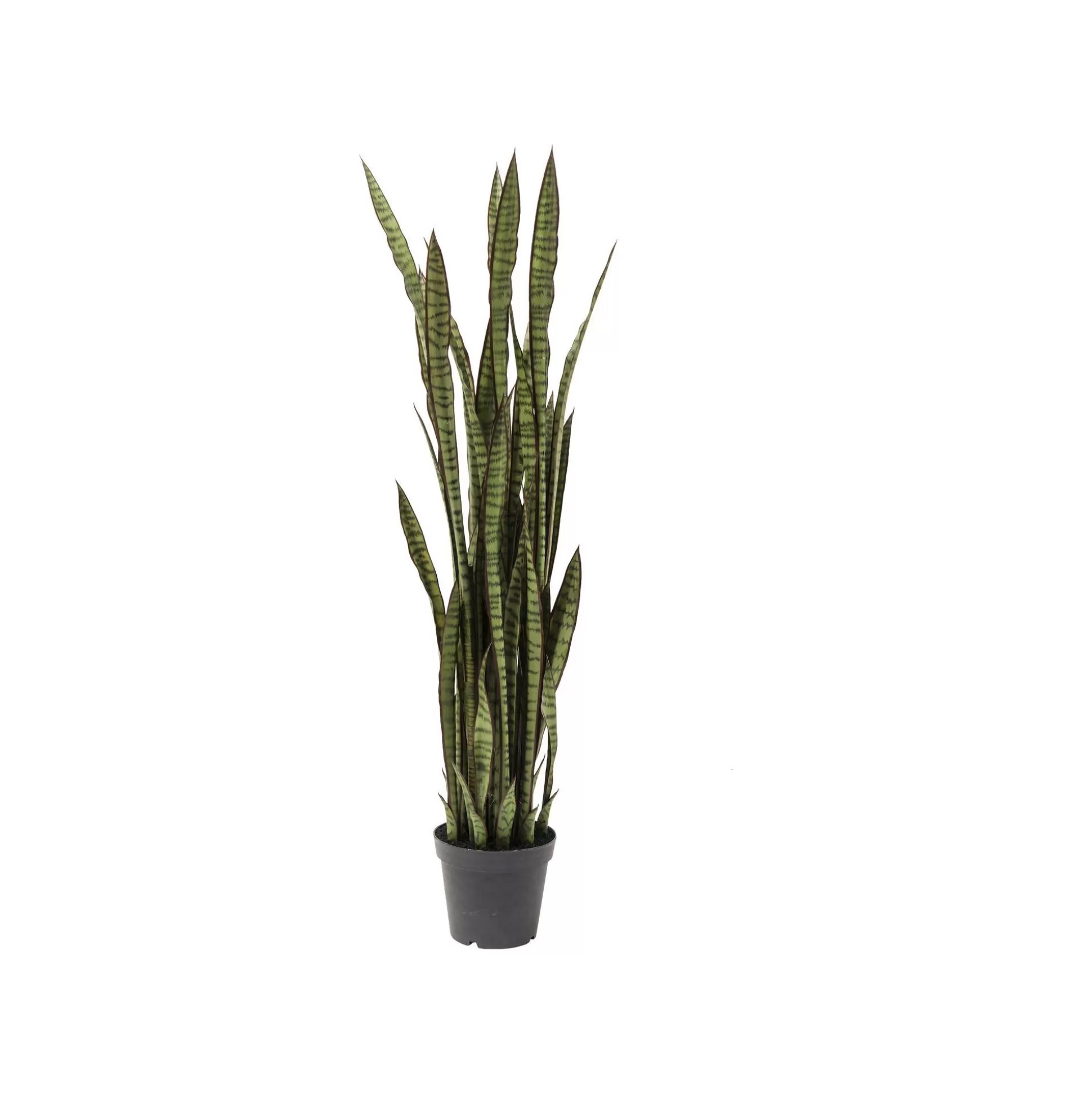 Plante Décorative Sansevieria 155cm ^KARE Design Best